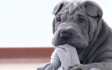 [ẢNH] Điều thú vị về Shar Pei – giống chó nhăn quý hiếm nhất hành tinh