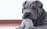 [ẢNH] Điều thú vị về Shar Pei – giống chó nhăn quý hiếm nhất hành tinh