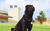 [ẢNH] Điều thú vị về Shar Pei – giống chó nhăn quý hiếm nhất hành tinh