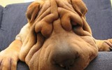 [ẢNH] Điều thú vị về Shar Pei – giống chó nhăn quý hiếm nhất hành tinh