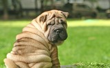 [ẢNH] Điều thú vị về Shar Pei – giống chó nhăn quý hiếm nhất hành tinh
