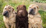 [ẢNH] Điều thú vị về Shar Pei – giống chó nhăn quý hiếm nhất hành tinh