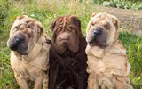 [ẢNH] Điều thú vị về Shar Pei – giống chó nhăn quý hiếm nhất hành tinh