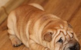 [ẢNH] Điều thú vị về Shar Pei – giống chó nhăn quý hiếm nhất hành tinh
