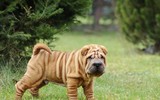 [ẢNH] Điều thú vị về Shar Pei – giống chó nhăn quý hiếm nhất hành tinh
