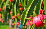 [ẢNH] Các mặt hàng nông sản trái cây Việt 