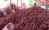 [ẢNH] Các mặt hàng nông sản trái cây Việt 