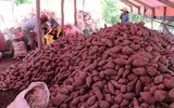 [ẢNH] Các mặt hàng nông sản trái cây Việt 