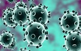 [ẢNH] Những loài động vật là ổ chứa tự nhiên của nhiều virus 