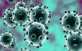 [ẢNH] Những loài động vật là ổ chứa tự nhiên của nhiều virus 