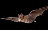 [ẢNH] Những loài động vật là ổ chứa tự nhiên của nhiều virus 