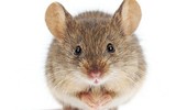 [ẢNH] Những loài động vật là ổ chứa tự nhiên của nhiều virus 