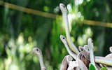 [ẢNH] Những loài động vật là ổ chứa tự nhiên của nhiều virus 