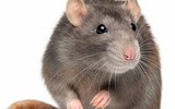 [ẢNH] Những loài động vật là ổ chứa tự nhiên của nhiều virus 