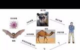 [ẢNH] Những loài động vật là ổ chứa tự nhiên của nhiều virus 