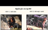 [ẢNH] Những loài động vật là ổ chứa tự nhiên của nhiều virus 