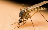 [ẢNH] Những loài động vật là ổ chứa tự nhiên của nhiều virus 