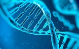 [ẢNH] Những phát hiện khoa học quan trọng của các nước về virus corona