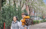 [ẢNH] Vẻ quyến rũ đến say đắm lòng người của hoa ban giữa lòng Thủ đô