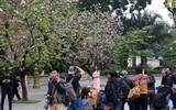 [ẢNH] Vẻ quyến rũ đến say đắm lòng người của hoa ban giữa lòng Thủ đô