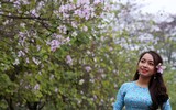 [ẢNH] Vẻ quyến rũ đến say đắm lòng người của hoa ban giữa lòng Thủ đô
