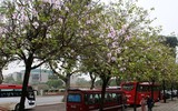 [ẢNH] Vẻ quyến rũ đến say đắm lòng người của hoa ban giữa lòng Thủ đô
