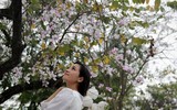 [ẢNH] Vẻ quyến rũ đến say đắm lòng người của hoa ban giữa lòng Thủ đô