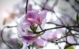 [ẢNH] Vẻ quyến rũ đến say đắm lòng người của hoa ban giữa lòng Thủ đô
