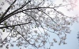 [ẢNH] Vẻ quyến rũ đến say đắm lòng người của hoa ban giữa lòng Thủ đô