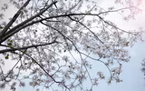 [ẢNH] Vẻ quyến rũ đến say đắm lòng người của hoa ban giữa lòng Thủ đô