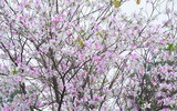 [ẢNH] Vẻ quyến rũ đến say đắm lòng người của hoa ban giữa lòng Thủ đô