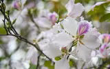 [ẢNH] Vẻ quyến rũ đến say đắm lòng người của hoa ban giữa lòng Thủ đô