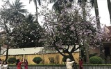 [ẢNH] Vẻ quyến rũ đến say đắm lòng người của hoa ban giữa lòng Thủ đô