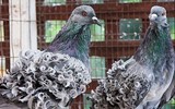 [ẢNH] Những loài vật có bộ lông cực 
