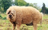 [ẢNH] Những loài vật có bộ lông cực 