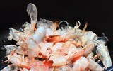 [ẢNH] Những sai lầm khi ăn tôm có thể gây hại tới sức khỏe