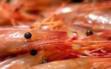 [ẢNH] Những sai lầm khi ăn tôm có thể gây hại tới sức khỏe