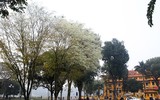 [ẢNH] Hà Nội đẹp đến nao lòng trong sắc trắng hoa sưa