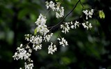 [ẢNH] Hà Nội đẹp đến nao lòng trong sắc trắng hoa sưa