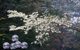 [ẢNH] Hà Nội đẹp đến nao lòng trong sắc trắng hoa sưa