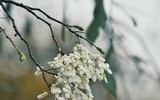 [ẢNH] Hà Nội đẹp đến nao lòng trong sắc trắng hoa sưa