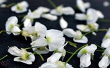 [ẢNH] Hà Nội đẹp đến nao lòng trong sắc trắng hoa sưa