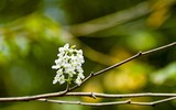 [ẢNH] Hà Nội đẹp đến nao lòng trong sắc trắng hoa sưa
