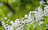 [ẢNH] Hà Nội đẹp đến nao lòng trong sắc trắng hoa sưa