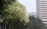 [ẢNH] Hà Nội đẹp đến nao lòng trong sắc trắng hoa sưa