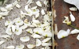 [ẢNH] Hà Nội đẹp đến nao lòng trong sắc trắng hoa sưa