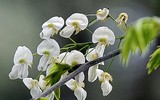 [ẢNH] Hà Nội đẹp đến nao lòng trong sắc trắng hoa sưa
