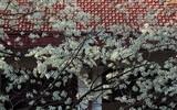 [ẢNH] Hà Nội đẹp đến nao lòng trong sắc trắng hoa sưa