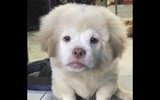 [ẢNH] Những chú chó nổi tiếng trên mạng nhờ biểu cảm gương mặt 