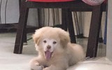 [ẢNH] Những chú chó nổi tiếng trên mạng nhờ biểu cảm gương mặt 